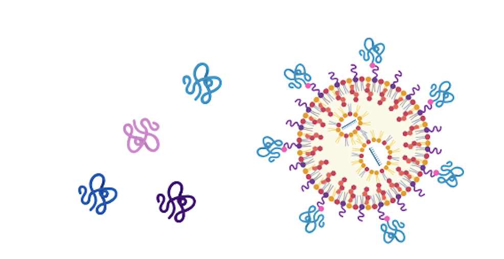 An illustration of peptides attached to lipid nanoparticles